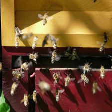 eat clean honey bees colony